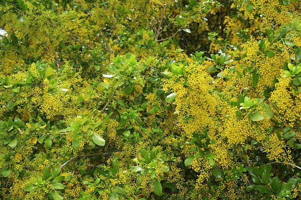 Cây cảnh dân dã, hoa vàng ươm, li ti như hạt kê, thơm tựa hoa lan, giúp giữ nhà, thu hút may mắn, tài lộc- Ảnh 5. Cây cảnh dân dã, hoa vàng ươm, li ti như hạt kê, thơm tựa hoa lan, giúp giữ nhà, thu hút may mắn, tài lộc- Ảnh 5.