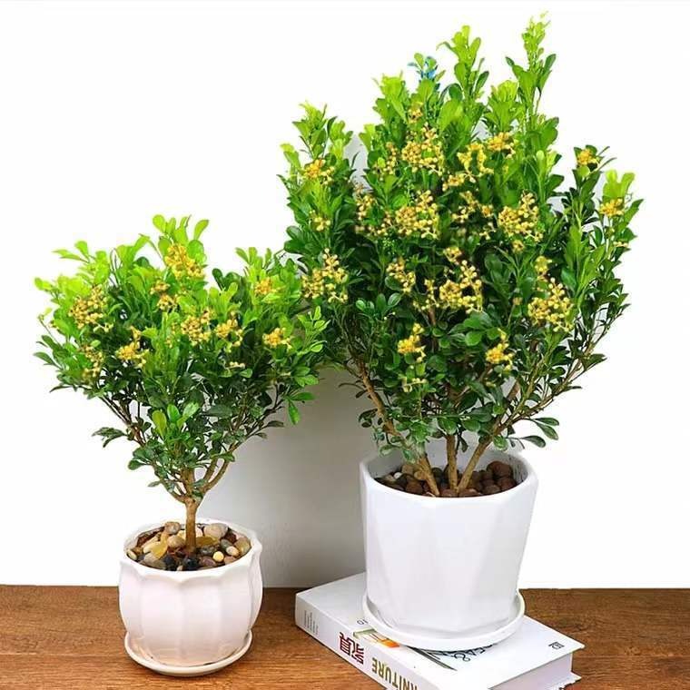 Cây cảnh dân dã, hoa vàng ươm, li ti như hạt kê, thơm tựa hoa lan, giúp giữ nhà, thu hút may mắn, tài lộc- Ảnh 11. Cây cảnh dân dã, hoa vàng ươm, li ti như hạt kê, thơm tựa hoa lan, giúp giữ nhà, thu hút may mắn, tài lộc- Ảnh 11.