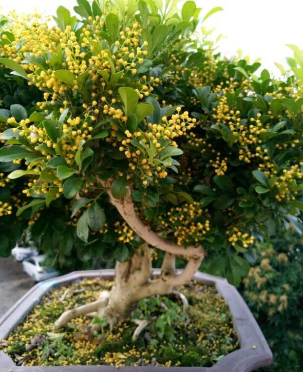 Cây cảnh dân dã, hoa vàng ươm, li ti như hạt kê, thơm tựa hoa lan, giúp giữ nhà, thu hút may mắn, tài lộc- Ảnh 13. Cây cảnh dân dã, hoa vàng ươm, li ti như hạt kê, thơm tựa hoa lan, giúp giữ nhà, thu hút may mắn, tài lộc- Ảnh 13.