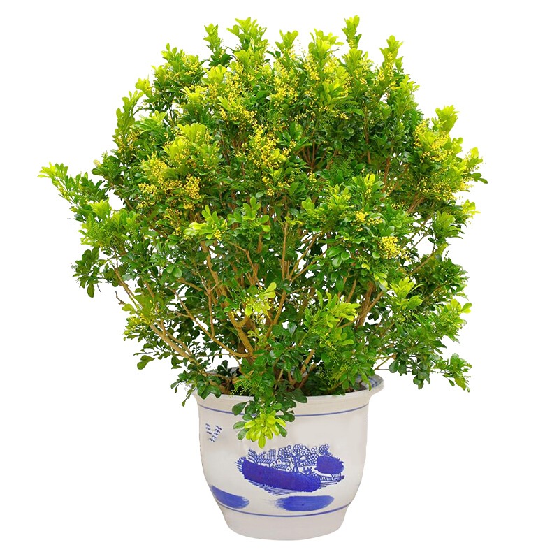 Cây cảnh dân dã, hoa vàng ươm, li ti như hạt kê, thơm tựa hoa lan, giúp giữ nhà, thu hút may mắn, tài lộc- Ảnh 12. Cây cảnh dân dã, hoa vàng ươm, li ti như hạt kê, thơm tựa hoa lan, giúp giữ nhà, thu hút may mắn, tài lộc- Ảnh 12.
