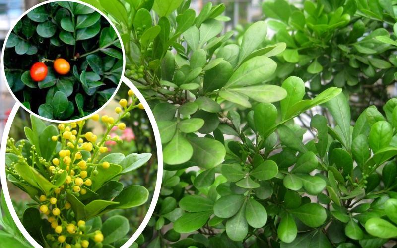 Cây cảnh dân dã, hoa vàng ươm, li ti như hạt kê, thơm tựa hoa lan, giúp giữ nhà, thu hút may mắn, tài lộc- Ảnh 4. Cây cảnh dân dã, hoa vàng ươm, li ti như hạt kê, thơm tựa hoa lan, giúp giữ nhà, thu hút may mắn, tài lộc- Ảnh 4.