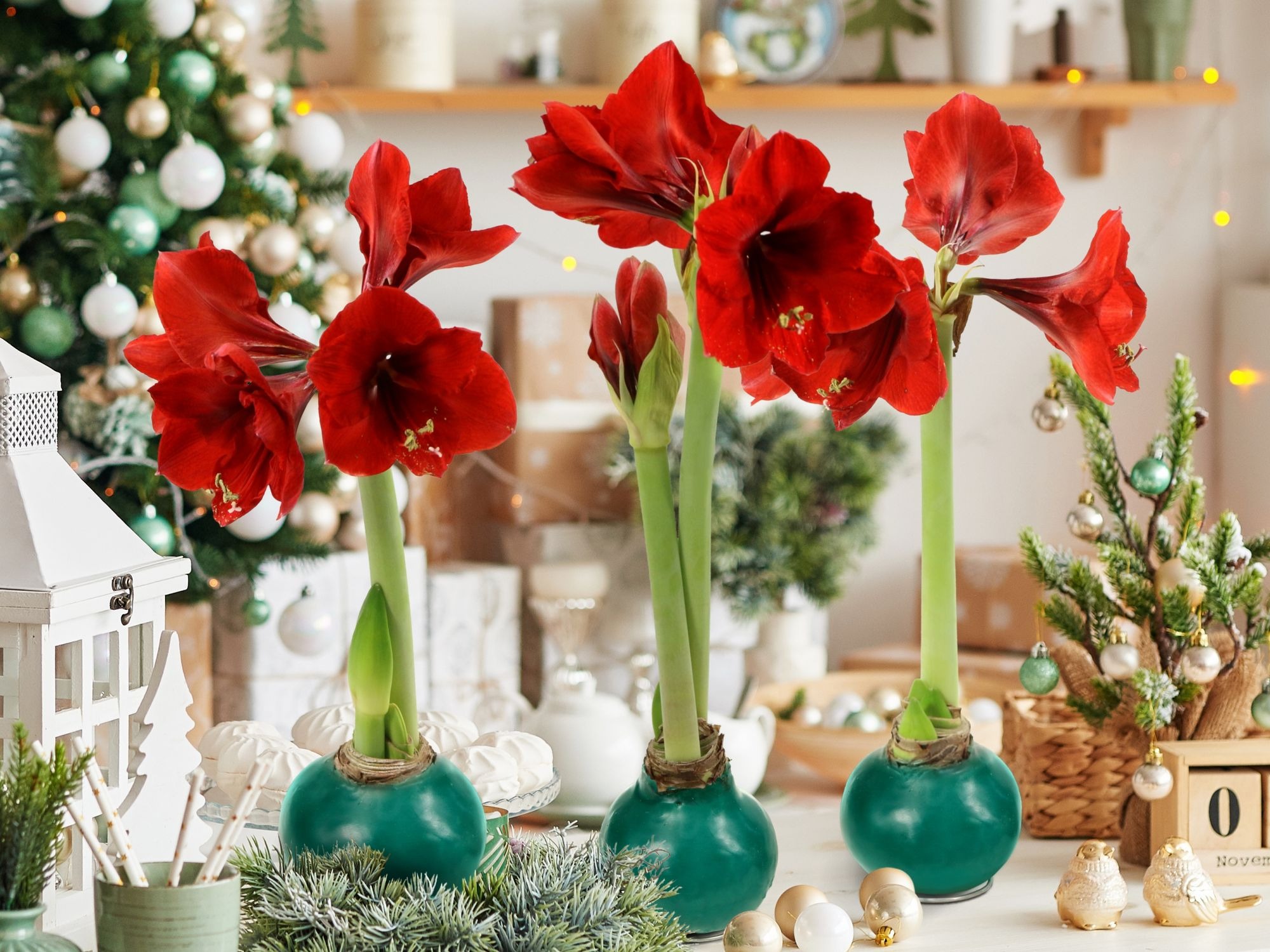 Cây cảnh nữ hoàng, củ như hành tây, hoa vạn người mê mang lại sự thịnh vượng cho gia đình- Ảnh 12.