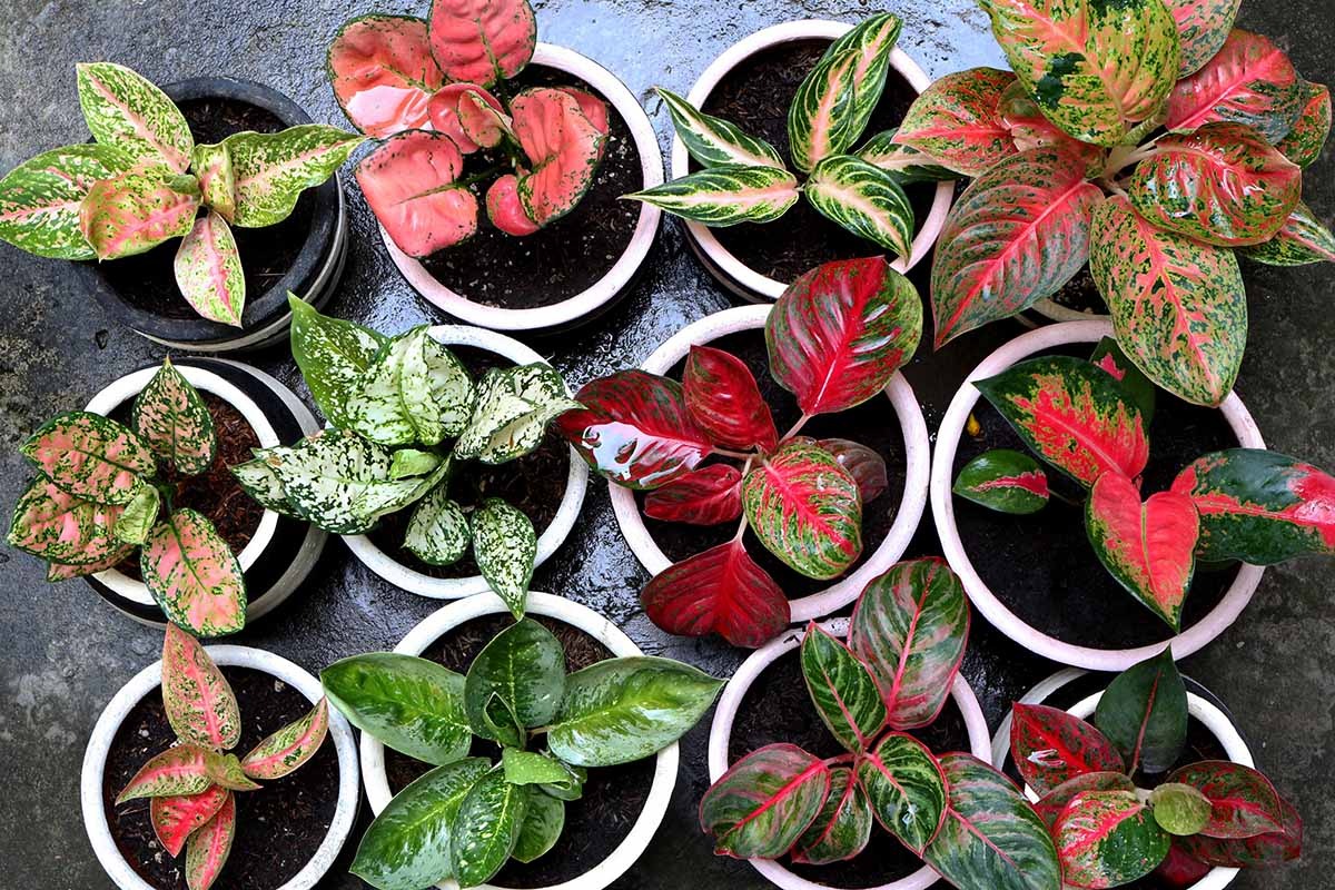 Cây cảnh phú quý, phát lộc, lá đẹp hơn hoa, trồng trong nhà, gia đình thịnh vượng - Ảnh 4.