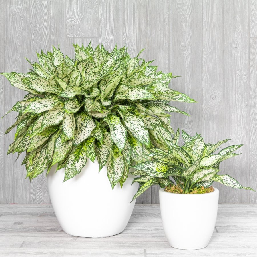 Cây cảnh phú quý, phát lộc, lá đẹp hơn hoa, trồng trong nhà, gia đình thịnh vượng - Ảnh 16.