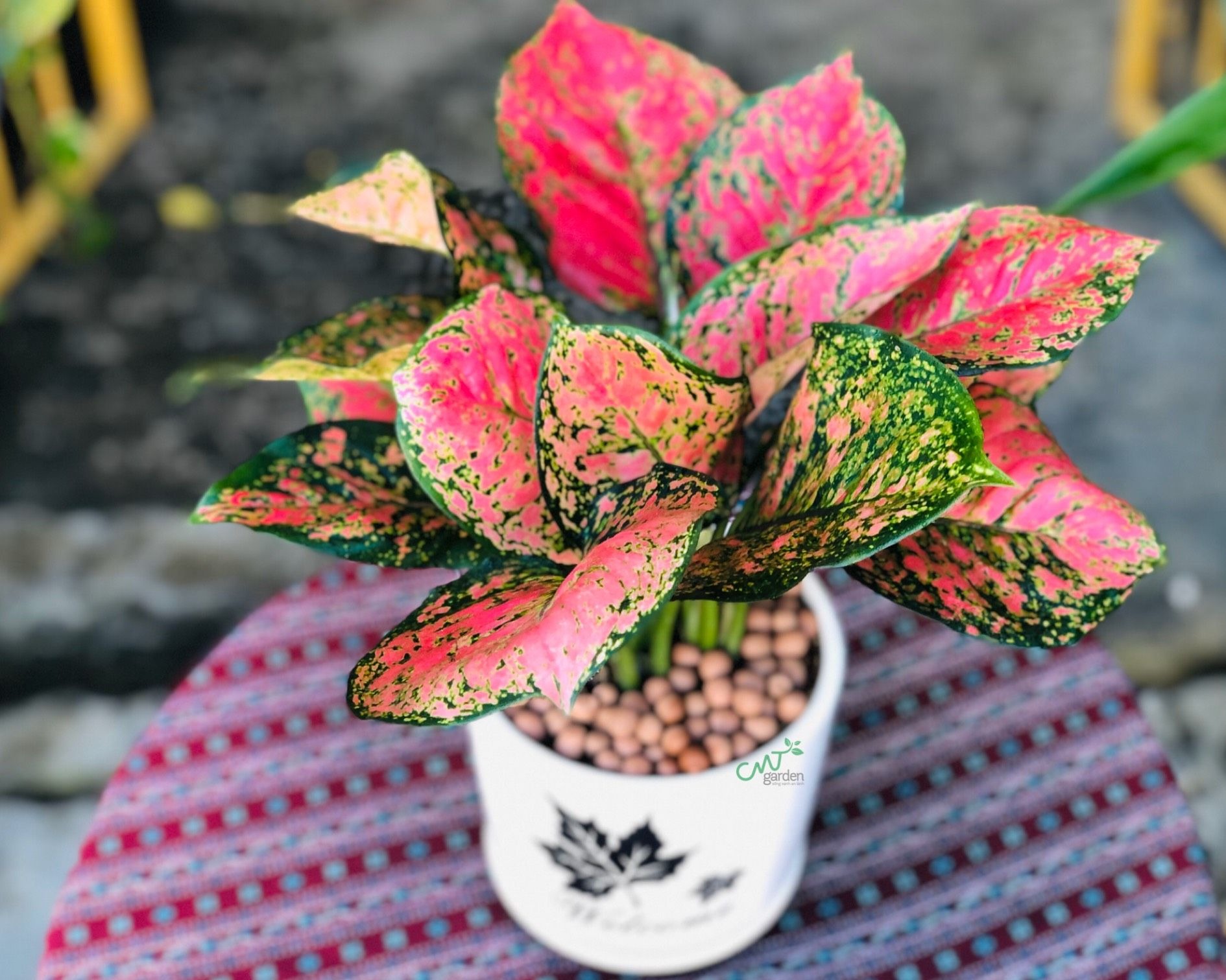 Cây cảnh phú quý, phát lộc, lá đẹp hơn hoa, trồng trong nhà, gia đình thịnh vượng - Ảnh 12.