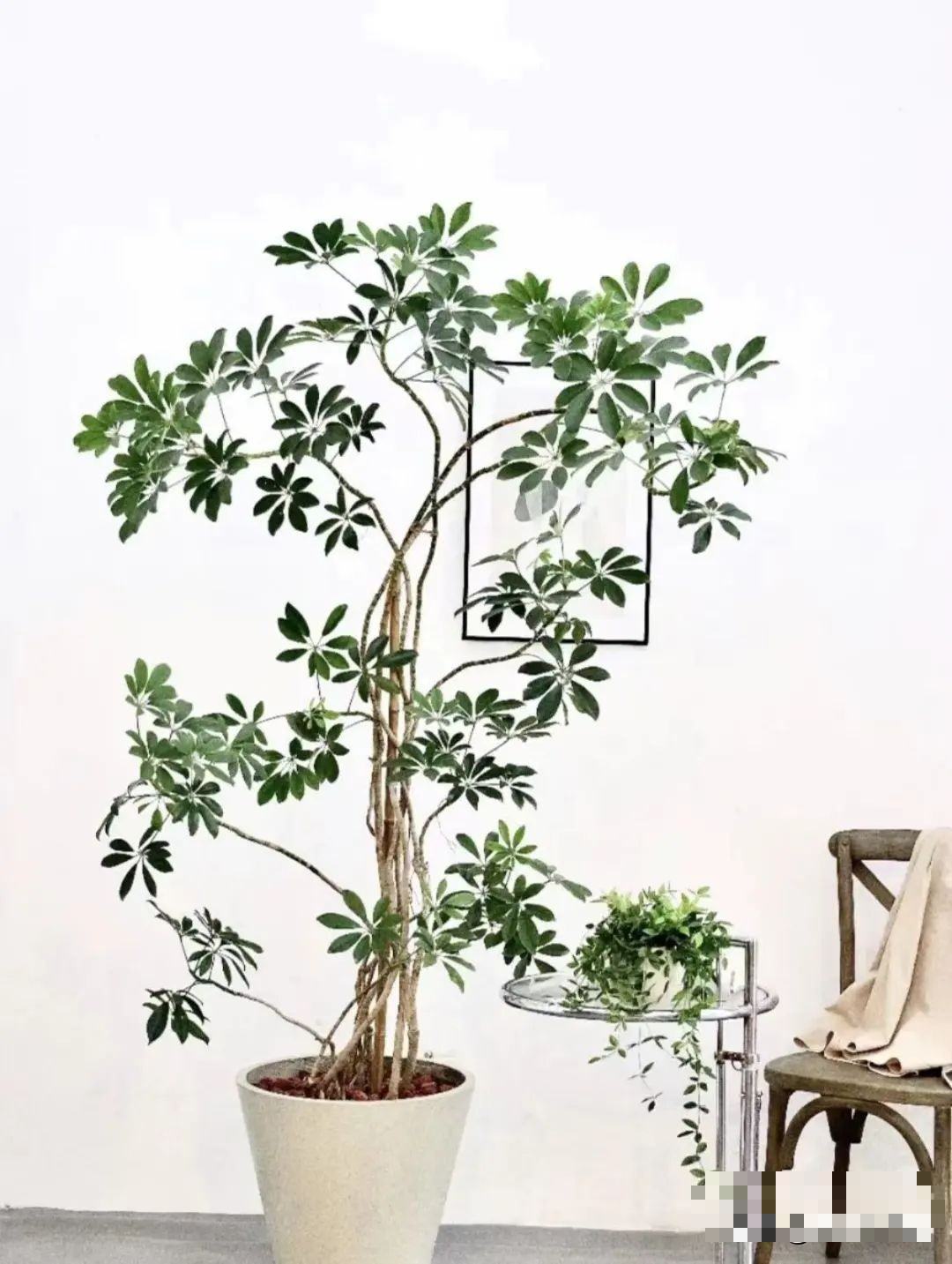 Cây cảnh như máy hút khói, khử mùi, trồng trong nhà không khí sạch bong, còn chiêu may rước lộc- Ảnh 3.