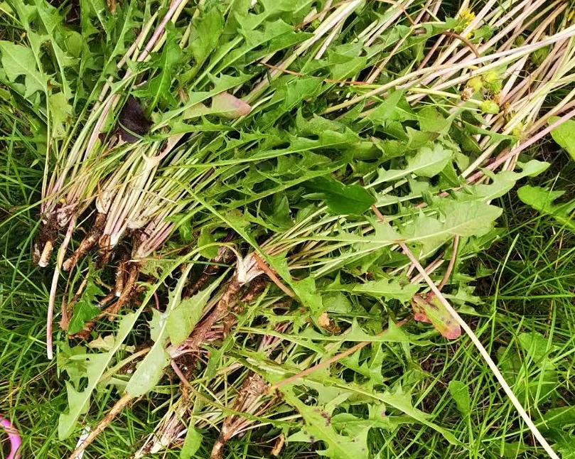 Loại rau dại không nên bỏ lỡ, thanh nhiệt, tiêu ẩm, tăng cường miễn dịch, làm trà giải khát cực đỉnh- Ảnh 3.