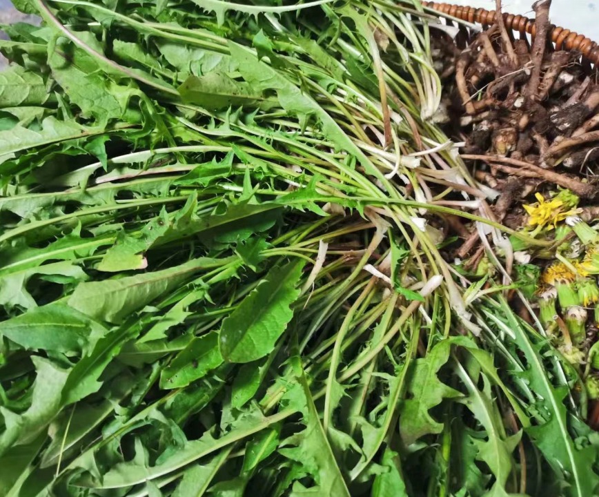 Loại rau dại không nên bỏ lỡ, thanh nhiệt, tiêu ẩm, tăng cường miễn dịch, làm trà giải khát cực đỉnh- Ảnh 4.