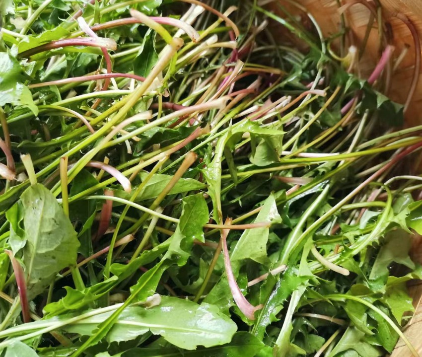 Loại rau dại không nên bỏ lỡ, thanh nhiệt, tiêu ẩm, tăng cường miễn dịch, làm trà giải khát cực đỉnh- Ảnh 5.