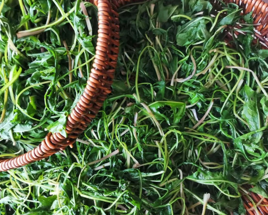 Loại rau dại không nên bỏ lỡ, thanh nhiệt, tiêu ẩm, tăng cường miễn dịch, làm trà giải khát cực đỉnh- Ảnh 6.