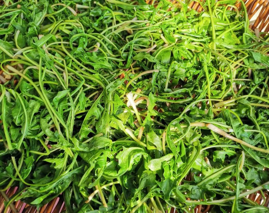 Loại rau dại không nên bỏ lỡ, thanh nhiệt, tiêu ẩm, tăng cường miễn dịch, làm trà giải khát cực đỉnh- Ảnh 7.