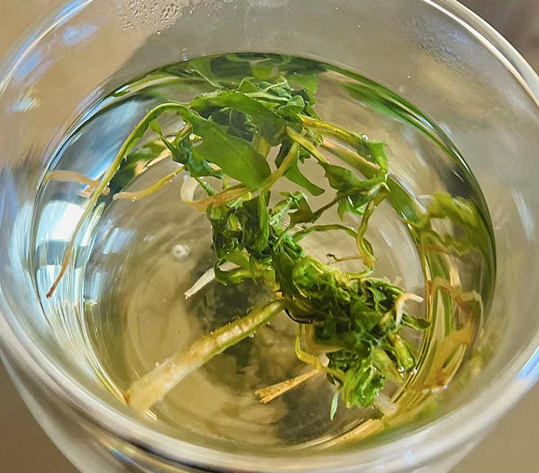 Loại rau dại không nên bỏ lỡ, thanh nhiệt, tiêu ẩm, tăng cường miễn dịch, làm trà giải khát cực đỉnh- Ảnh 12.