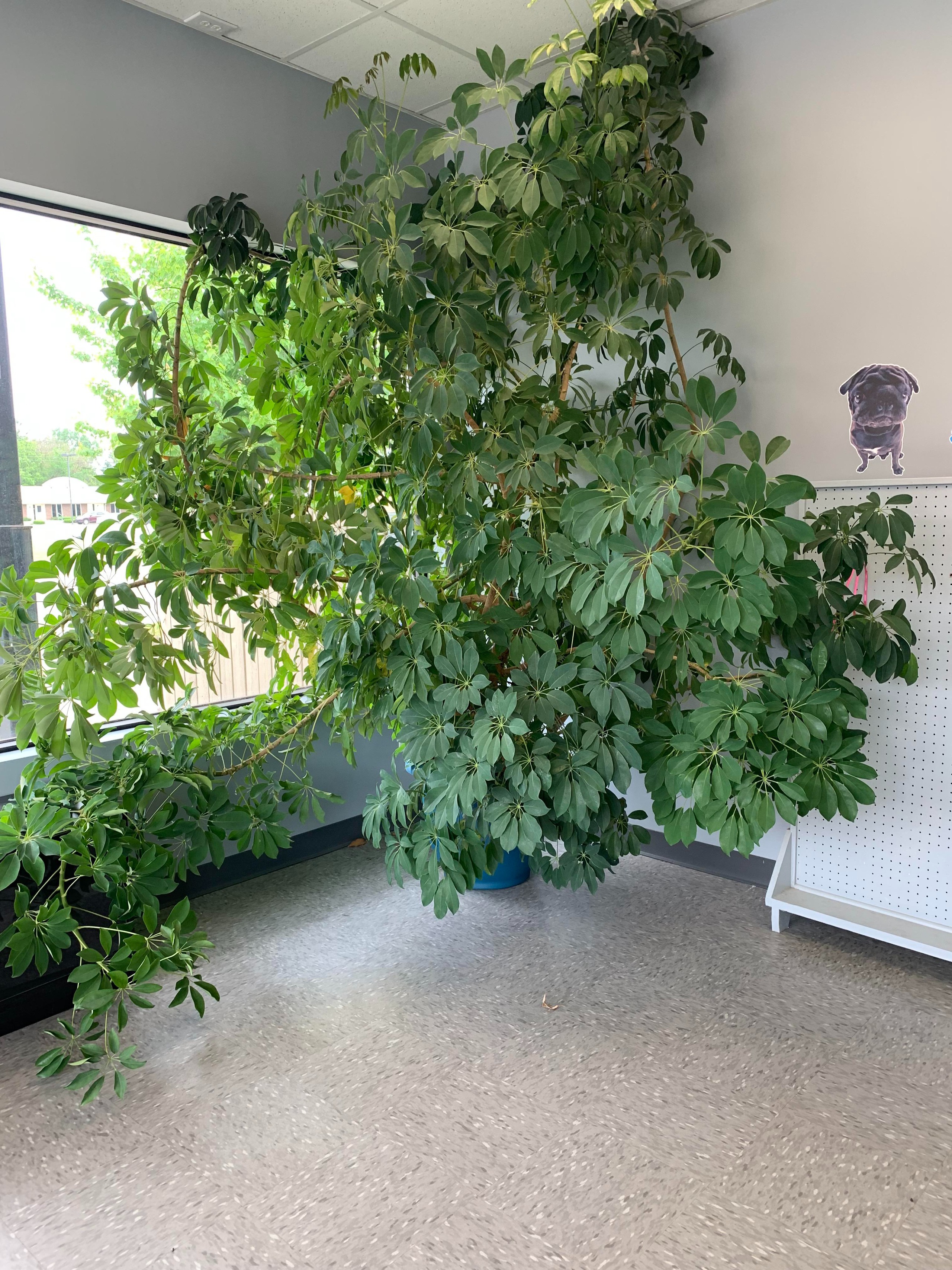 Cây cảnh như máy hút khói, khử mùi, trồng trong nhà không khí sạch bong, còn chiêu may rước lộc- Ảnh 2.