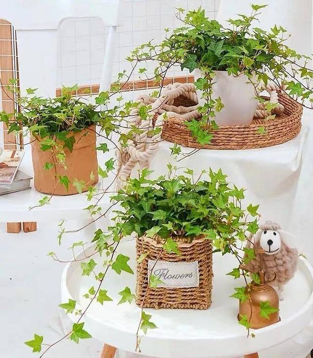 Cây cảnh như máy hút khói, khử mùi, trồng trong nhà không khí sạch bong, còn chiêu may rước lộc- Ảnh 6.