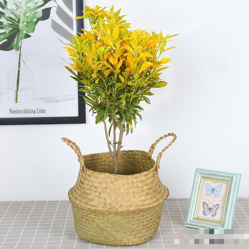 Cây cảnh vàng bạc, lá như tắc kè hoa sặc sỡ, thu hút tài lộc, mang lại may mắn cho gia đình- Ảnh 5. Cây cảnh vàng bạc, lá như tắc kè hoa sặc sỡ, thu hút tài lộc, mang lại may mắn cho gia đình- Ảnh 5.