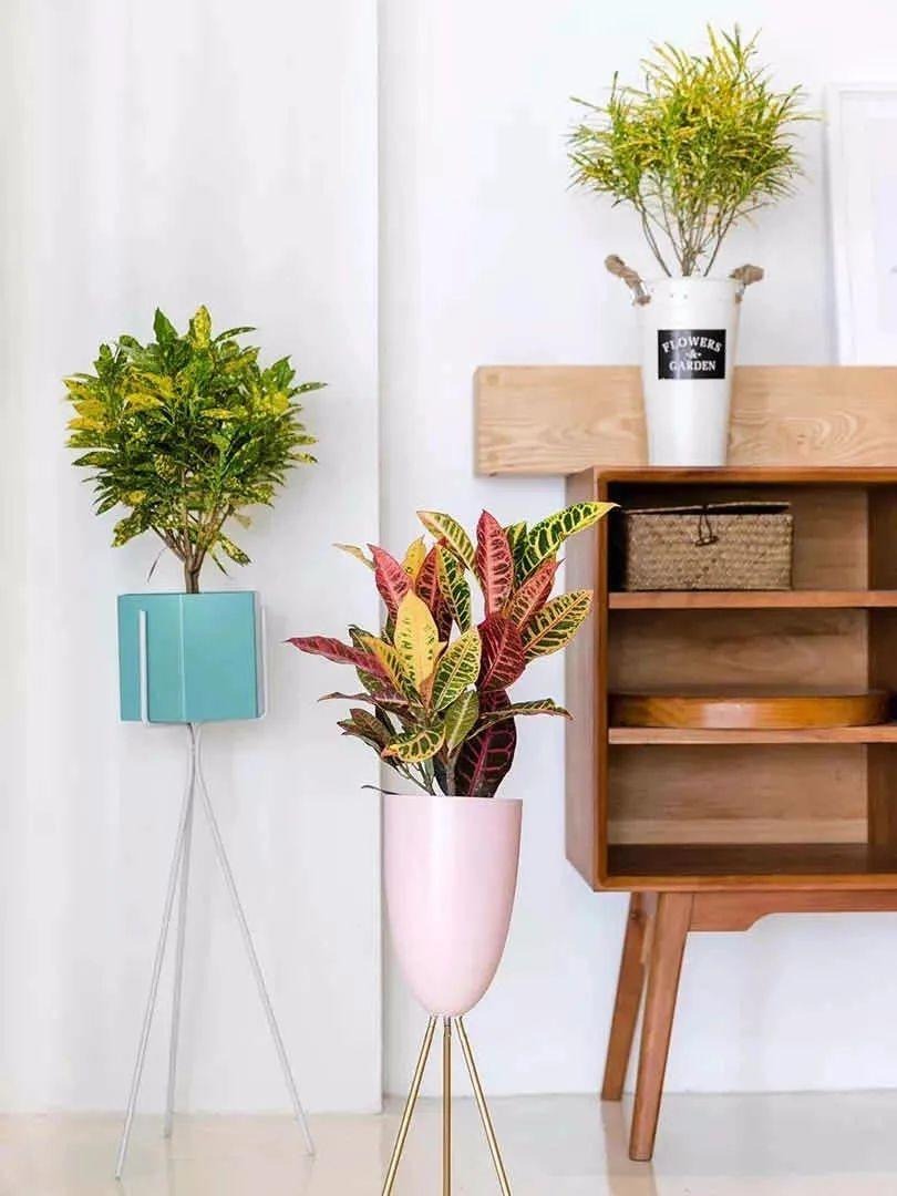 Cây cảnh vàng bạc, lá như tắc kè hoa sặc sỡ, thu hút tài lộc, mang lại may mắn cho gia đình- Ảnh 17. Cây cảnh vàng bạc, lá như tắc kè hoa sặc sỡ, thu hút tài lộc, mang lại may mắn cho gia đình- Ảnh 17.