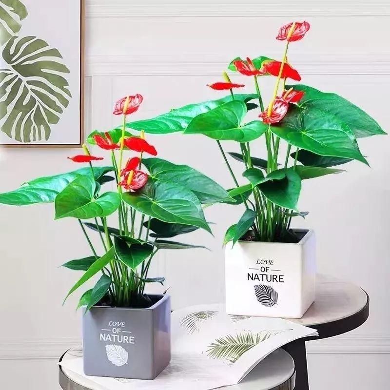 Người xưa nói: "Nhà có ngũ phúc, càng sống lâu càng thoải mái, tài phú đủ cả"- Ảnh 10. Người xưa nói: "Nhà có ngũ phúc, càng sống lâu càng thoải mái, tài phú đủ cả"- Ảnh 10.