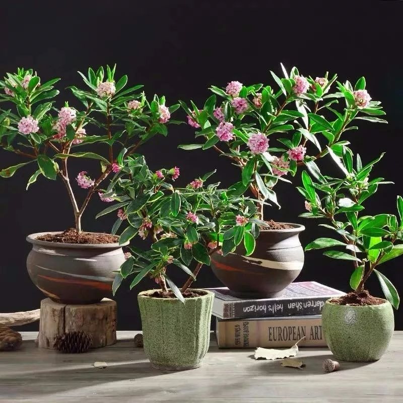 Người xưa nói: "Nhà có ngũ phúc, càng sống lâu càng thoải mái, tài phú đủ cả"- Ảnh 12. Người xưa nói: "Nhà có ngũ phúc, càng sống lâu càng thoải mái, tài phú đủ cả"- Ảnh 12.