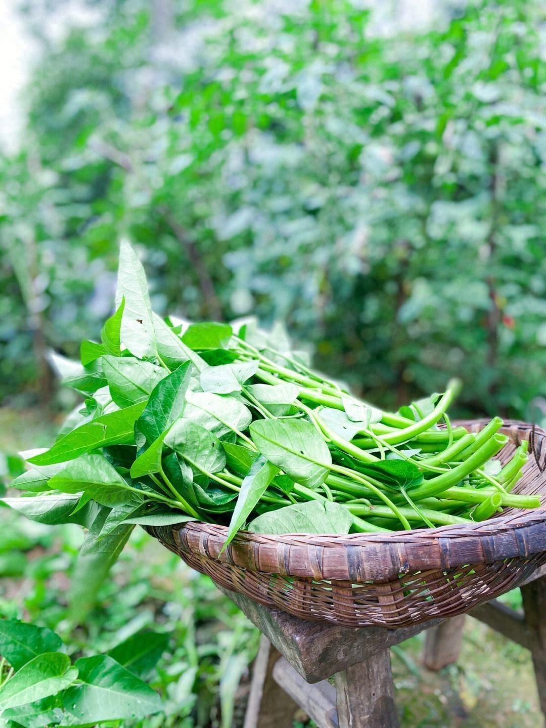 Loại rau quốc dân, giá rẻ, canxi gấp 10 lần cà chua, ăn nhiều trẻ cao, già khỏe, làm món gì cũng ngon- Ảnh 1.