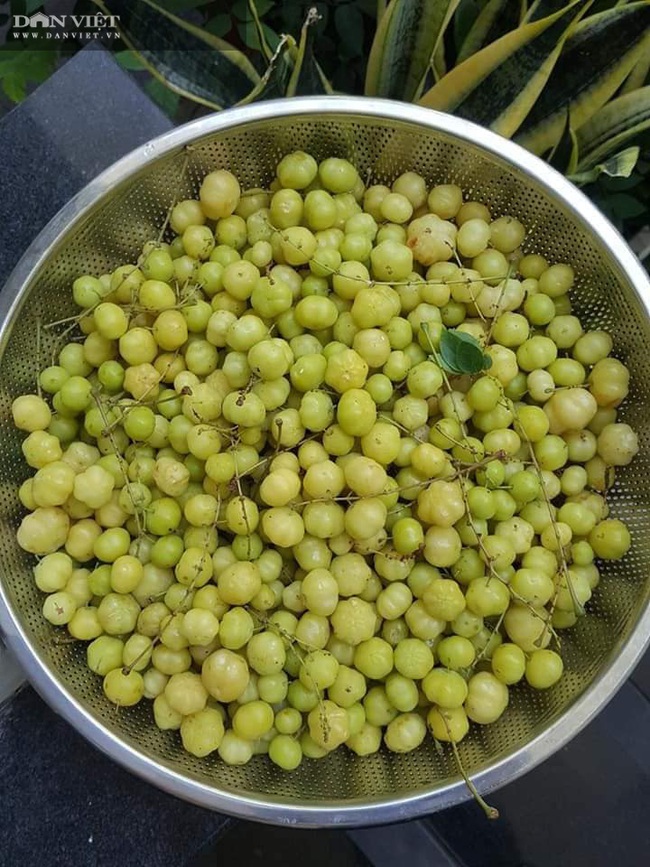 Bí quyết làm mứt chùm ruột chua ngọt, thơm ngon đẹp mắt (bài tết) - Ảnh 1. Bí quyết làm mứt chùm ruột chua ngọt, thơm ngon đẹp mắt (bài tết) - Ảnh 1.