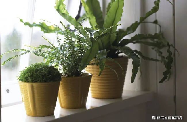 5 sai lầm dễ mắc khi trồng cây cảnh trong nhà, muốn cây xanh tươi phải tránh - Ảnh 3. 5 sai lầm dễ mắc khi trồng cây cảnh trong nhà, muốn cây xanh tươi phải tránh - Ảnh 3.
