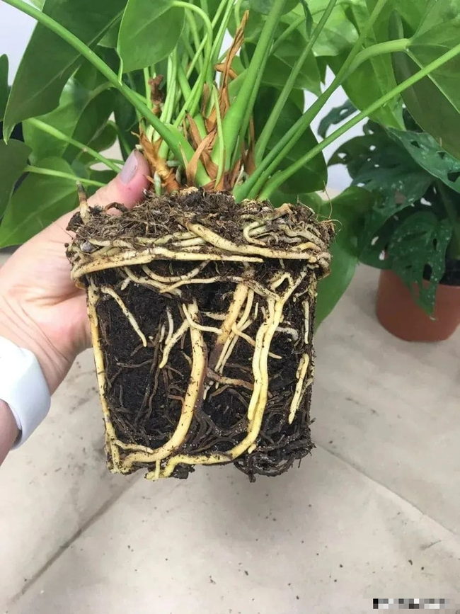 5 sai lầm dễ mắc khi trồng cây cảnh trong nhà, muốn cây xanh tươi phải tránh - Ảnh 6. 5 sai lầm dễ mắc khi trồng cây cảnh trong nhà, muốn cây xanh tươi phải tránh - Ảnh 6.