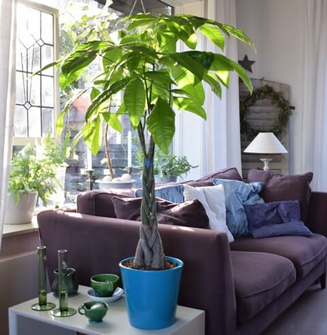 Vị trí trồng cây xanh mang năng lượng tích cực cho gia đình trong tháng cô hồn - Ảnh 2.