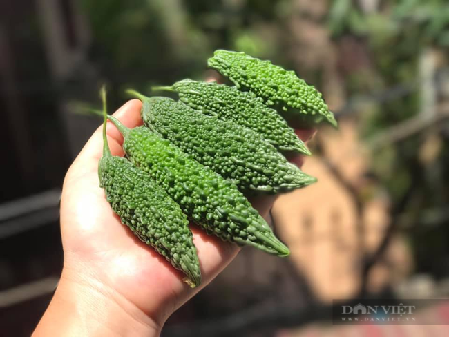 Gợi ý 4 món ăn ngon mà lạ từ mướp đắng - Ảnh 2.