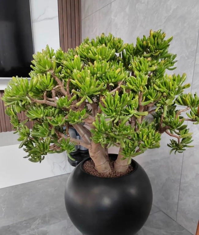 Tết Nguyên đán, trồng 6 cây cảnh "hút tiền, chiêu lộc", năm mới thịnh vượng, phát tài- Ảnh 11.